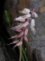 Lachenalia sp.