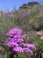 Lampranthus cf. watermeyeri 1