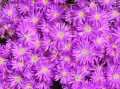 Lampranthus cf. watermeyeri 2
