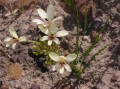 Lapeirousia sp.