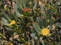 Leucadendron remotum