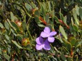 Leucadendron sp.