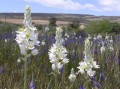 Ornithogallum conicum