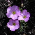 Oxalis sp.