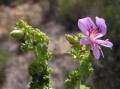 Pelargonium oreophilum