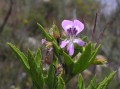 Pelargonium scabrum