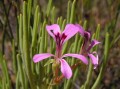 Pelargonium sp. 1