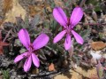 Pelargonium sp. 3