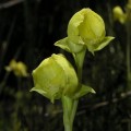 Pterygodium catholicum 2
