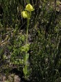 Pterygodium catholicum