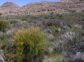 Renosterveld 2