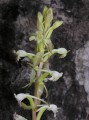 Satyrium humile-detail