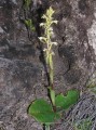 Satyrium humile