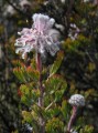 Serruria sp.