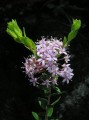 Unidentified plant 2