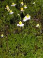 Utricularia bisquamata