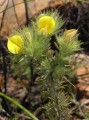cf. Aspalathus sp.