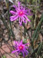 cf. Erepsia sp.