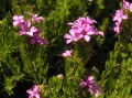 Acmadenia cf. obtusata