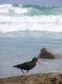 African black oystercatcher