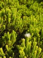 Agathosma sp.