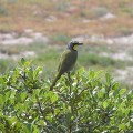Bokmakierie Shrike