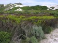 Coastal fynbos