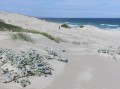 Dunes