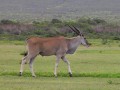 Eland