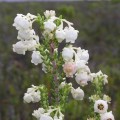 Erica sp.