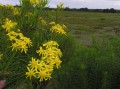 Euryops linearis