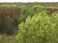 Fynbos 2