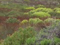 Fynbos