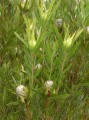 Leucadendron sp.