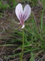 Pelargonium suburbanum