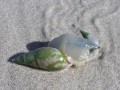 Plough snail