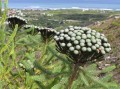Brunia albiflora