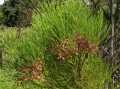 Brunia alopecuroides