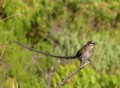 Cape Sugarbird