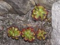 Drosera sp. 2