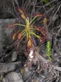 Drosera sp.