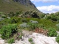 Dune ecosystem