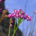 Ericaceae