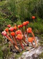 Haemanthus coccineus 1