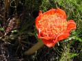 Haemanthus coccineus 2