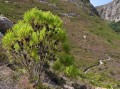 Leucadendron sp.