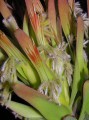 Mimetes cucullatus 2