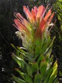 Mimetes cucullatus