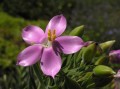 Orphium frutescens