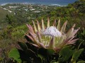 Protea cynaroides 2